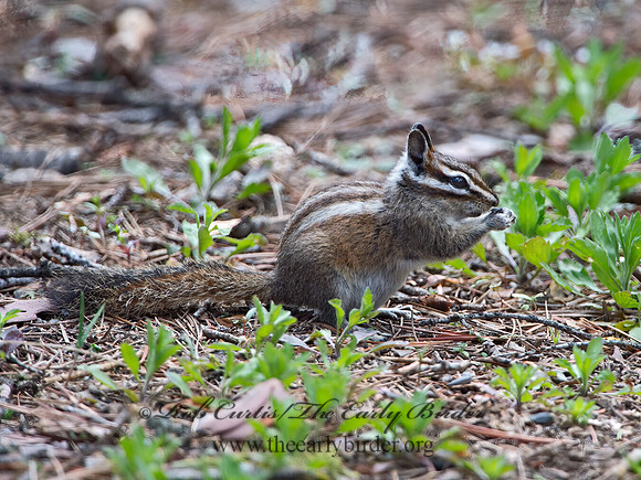 Neotamias merriami  MERRIAM'S CHIPMUNK  9058653z