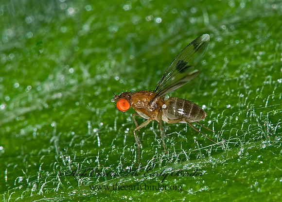 Chymomyza amoena VINEGAR FLY 6007424z