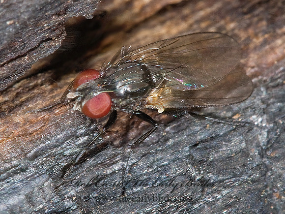 Fannia  FANNIID FLY 6004312z