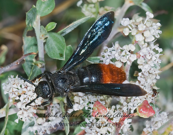 Triscolia ardens 7009730z