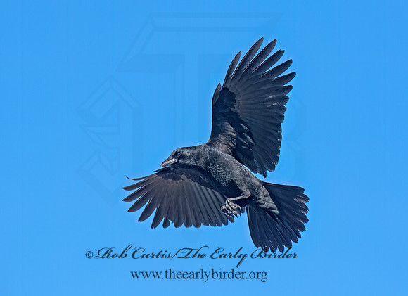 Corvus brachythynchos AMERICAN CROW 6041629z