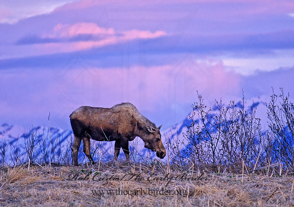 Alces alces  MOOSE 222235 z