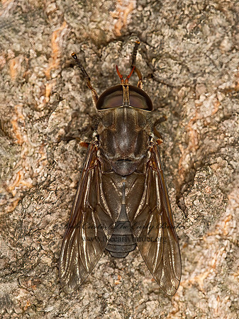 Tabanius calens  HORSE FLY 9052701z