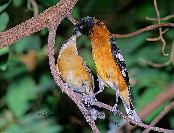 Pheucticus melanocephalus  BLACK HEADED GROSBEAK 93223z