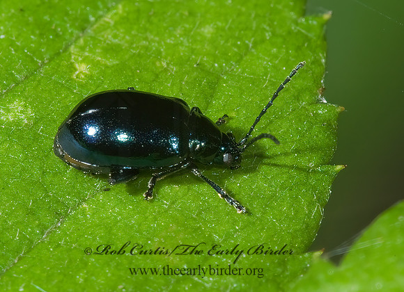 Altica chalybea 5000558z