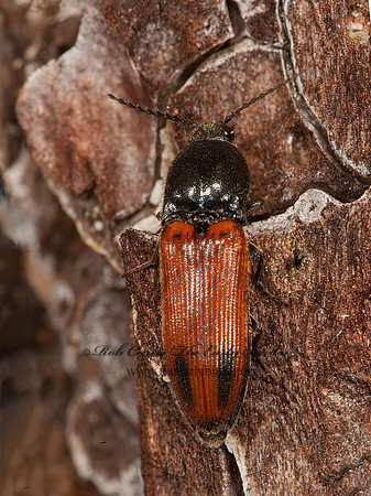 Ampedus occidentalis  AMPEDINI CLICK BEETLE 8036447z