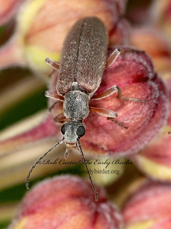 Stereopalpus vestitus  ANTLIKE FLOWER BEETLE 3002786z