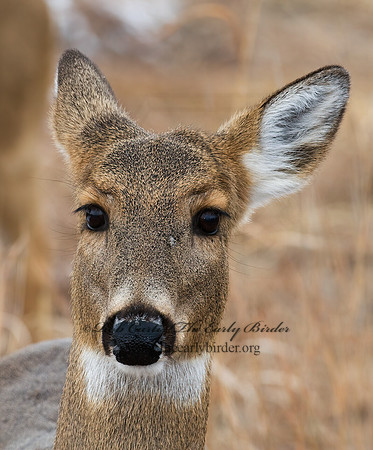 Odocoileus virginianus  WHITE-TAILED DEER  7015846z