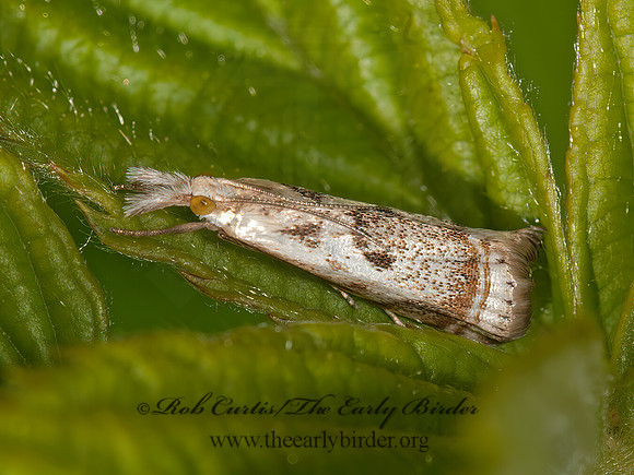 Microcrambus elegans  CRAMBID SNOUT MOTH 3013198z