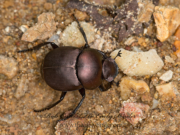 Canthon chalcites  DUNG BEETLE 9051834z