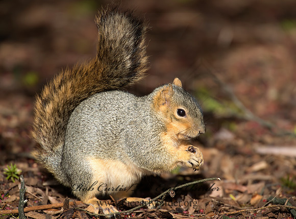 Sciurus niger  FOX SQUIRREL 6035644z
