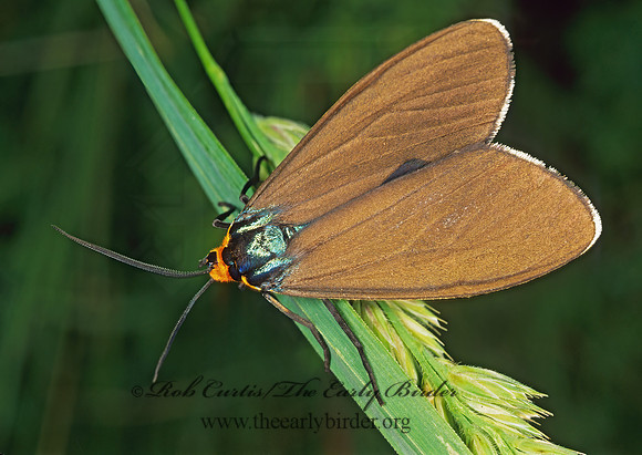 Ctenucha virginica VIRGINIA CTENUCHA 291121 z
