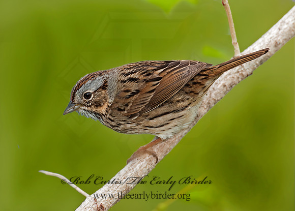 Melospiza lincolnii  LINCOLN'S SPARROW 3007369z
