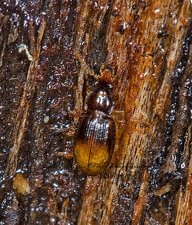 Mioptachys flavicauda 6016873z