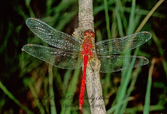 Sympetrum vicinum AUTUMN MEADOWHAWK1273622 z