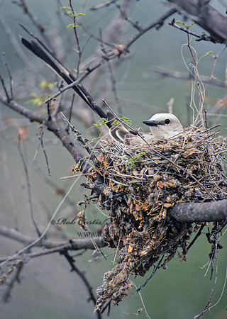 Tyrannus forficatus SCISSOR-TAILED FLYCATCHER 54614z