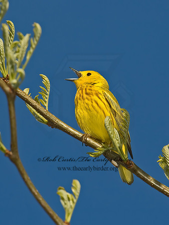 Setophaga petechia  YELLOW WARBLER 5006959z