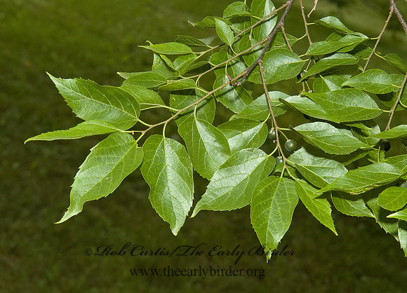 Celtis occidentailis  COMMON HACKBERRY 5009188 z