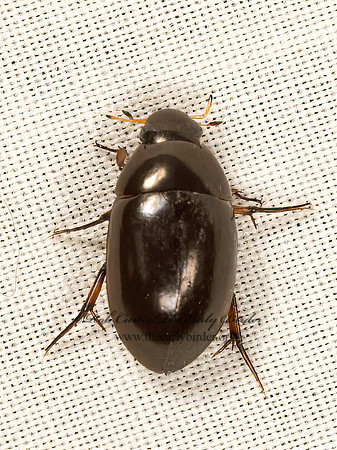 Tropisternus  WATER SCAVENGER BEETLE 9048947z