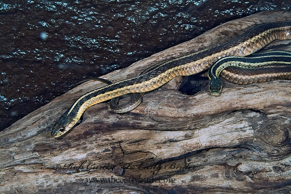 Thamnophis sirtalis  EASTERN GARTER SNAKE 4003267z