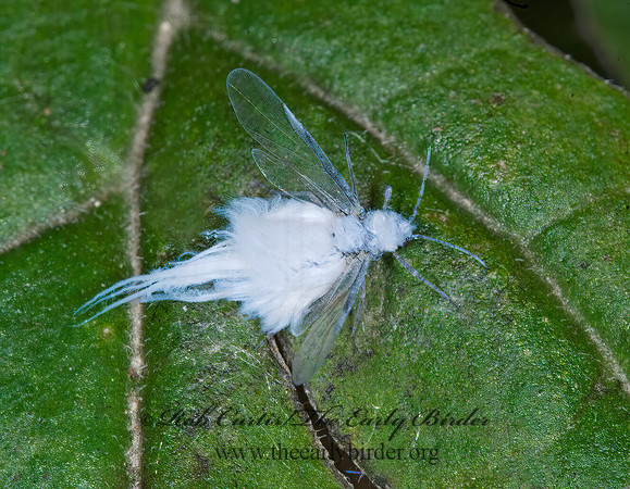 Eriosoma  WOOLY APHID 6009974z