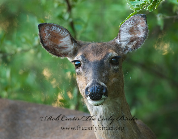 Odocoileus virginianus  WHITE-TAILED DEER  7002236z