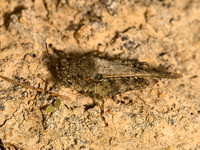 Paratettix cucullatus HOODED GROUSE LOCUST 9052512z