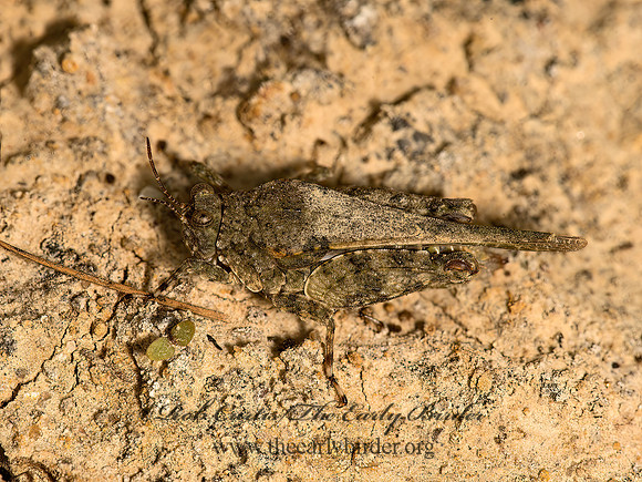 Paratettix cucullatus  HOODED GROUSE LOCUST 9052512z