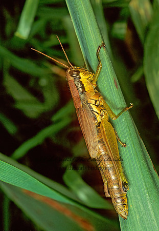 Melanoplus marginatus MARGINED SPUR-THROAT GRASSHOPPER 117329z