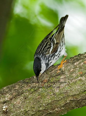Setophaga striata  BLACKPOLL WARBLER 8013857z