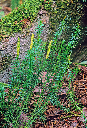 Spinulum annotinum~  STIFF CLUB MOSS 210808z