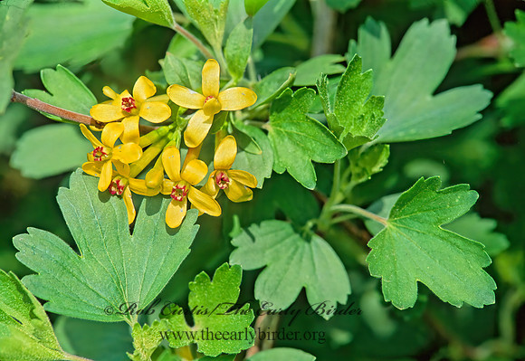 Ribes aureum  GOLDEN CURRANT 265111z