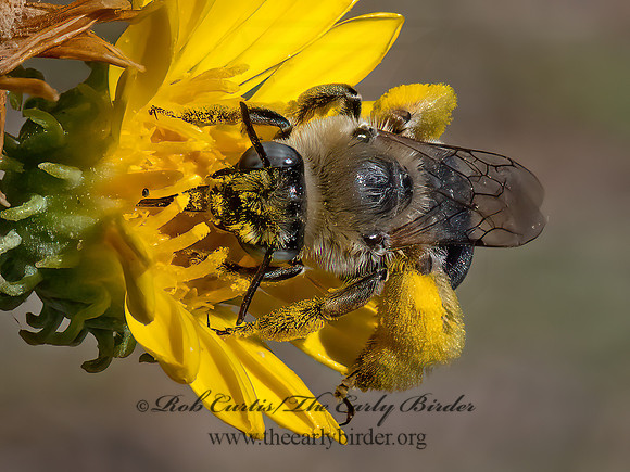 Melissodes  LONGHORN BEE 3025723z