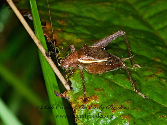 Hapithus agitator 6013129z