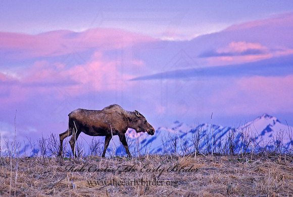 Alces alces  MOOSE 222233 z