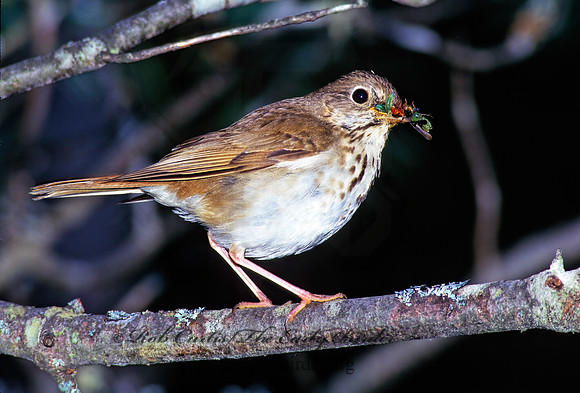 Catharus guttatus  HERMIT THRUSH 177305z
