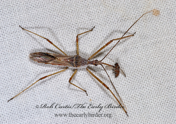 Zelus tetracanthus 6025186z