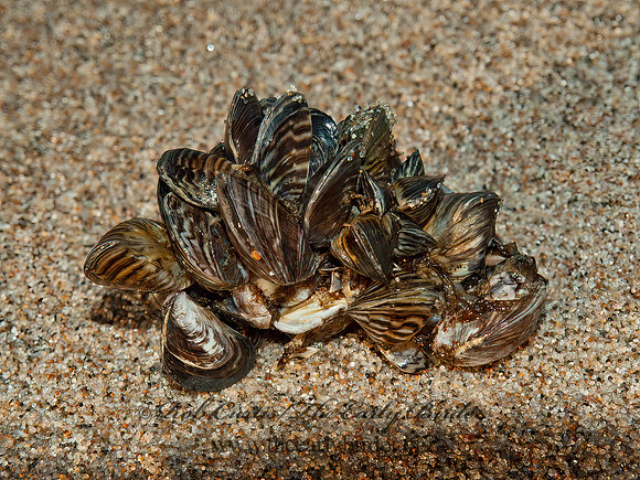 Driessena polymorpha  ZEBRA MUSSEL 5003042z