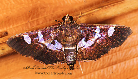 Desmia  PEARL MOTH 194215z