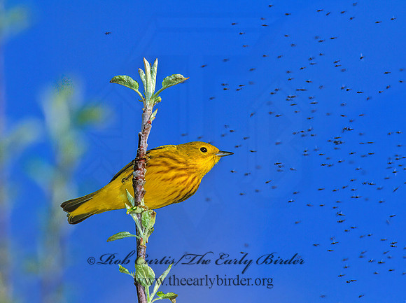 Setophaga petechia  YELLOW WARBLER 1271938z