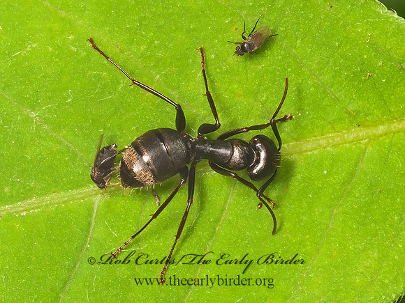 Rhyncophoromyia conica  SCUTTLE FLY 3015582z