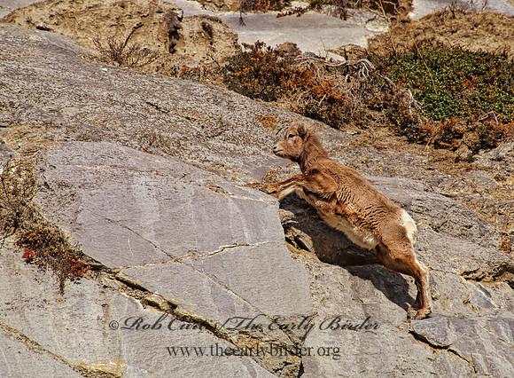 Ovis canadensis  BIGHORN SHEEP 223218z