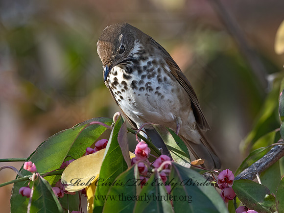 Catharus guttatus  HERMIT THRUSH 3027449z