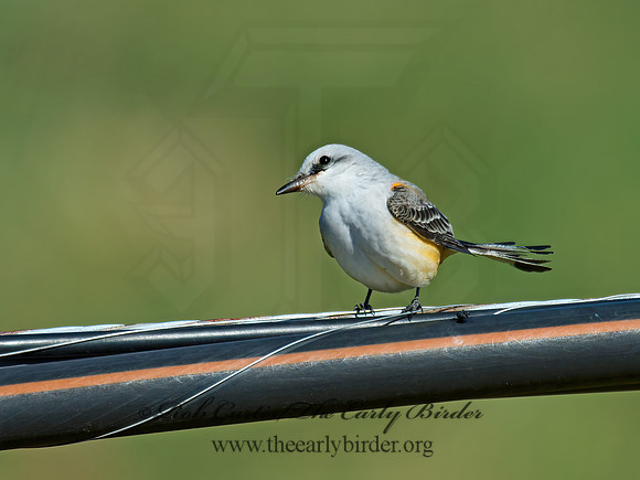Tyrannus forficatus SCISSOR-TAILED FLYCATCHER 9006698z