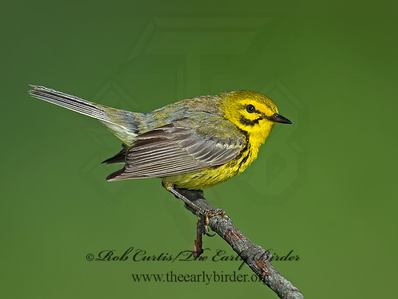 Setophaga discolor = PRAIRIE WARBLER  9023603z