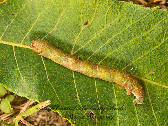 Iridopsis larvaria  BENT-LINE GRAY  9049547z