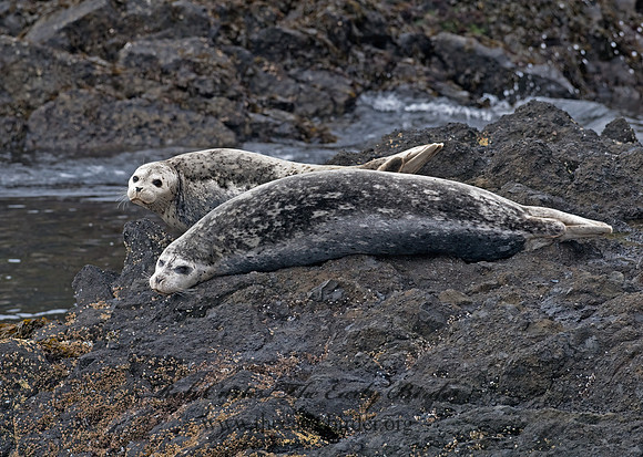 Phoca vitulina  HARBOR SEAL 7017314z