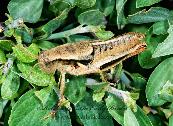 Conalcaea huachucana HUACHUCA GRASSHOPPER 7009807 z