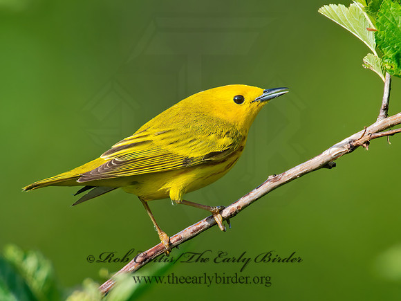 Setophaga petechia  YELLOW WARBLER 9002024z
