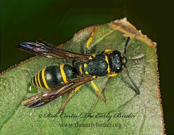 Ancistrocerus adiabatus 182916z